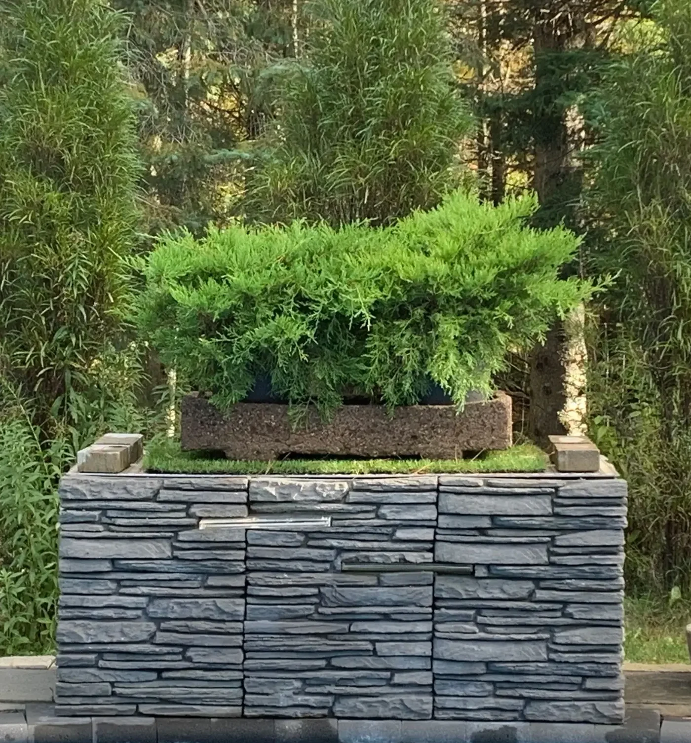 Hypertufa rectangular pot with dense green foliage, displayed on a stone base in a peaceful outdoor garden setting.
