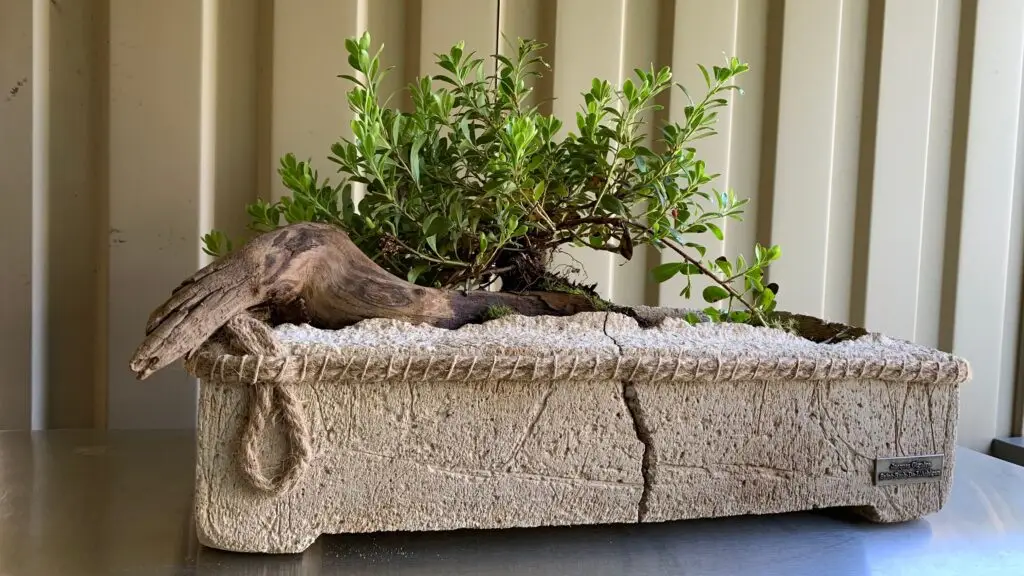 Handmade hypertufa planter with a natural crack, planted with bearberry (Arctostaphylos uva-ursi), driftwood, and white stone grit.
